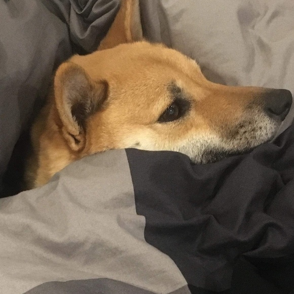 Meet your Posher, Ellis - Picture 1 of 1